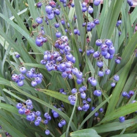 Dianella tasmanica