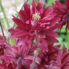 Aquilegia  hybride 'Ruby Port'