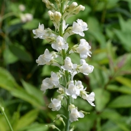 Linaria purpurea 'Springside White'
