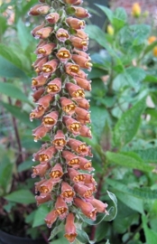 Digitalis parviflora