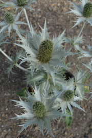 Eryngium giganteum Miss Willmott's ghost