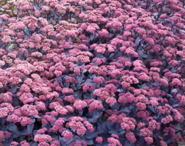 Sedum spectabile 'Black Beauty'