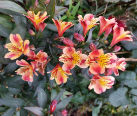Alstroemeria 'Indian Summer'®