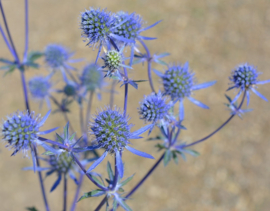 Eryngium planum