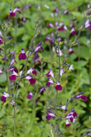 Salvia greggii 'Amethyst Lips' (PBR)