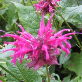 Monarda 'Mahogany'