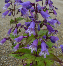 Penstemon smallii