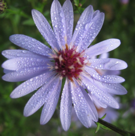 Aster cordifolius hybr. 'Little Carlow'