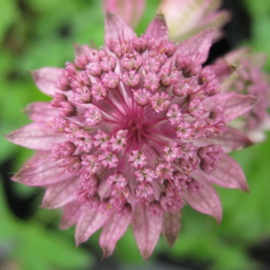 Astrantia major 'Pink Pride'