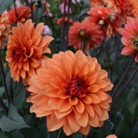 Kleurrijke dahliaborder vierkant