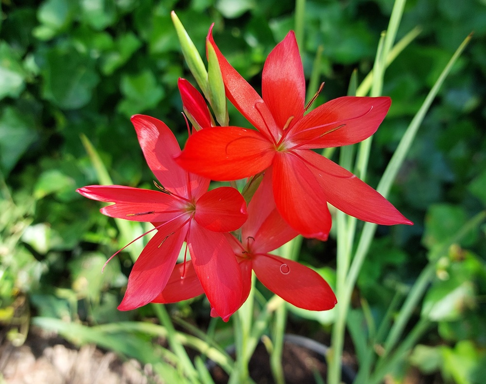 Schizostylis coccinea