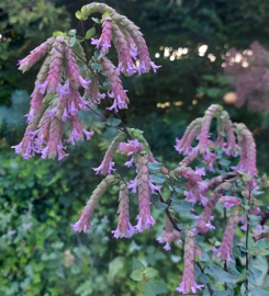 Origanum 'Bristol Cross'