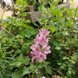 Verbascum phoeniceum 'Rosetta'