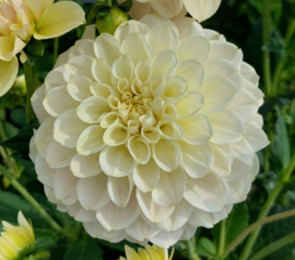 Dahlia 'Caramel Antique'
