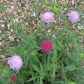 Knautia macedonica 'Melton Pastels'