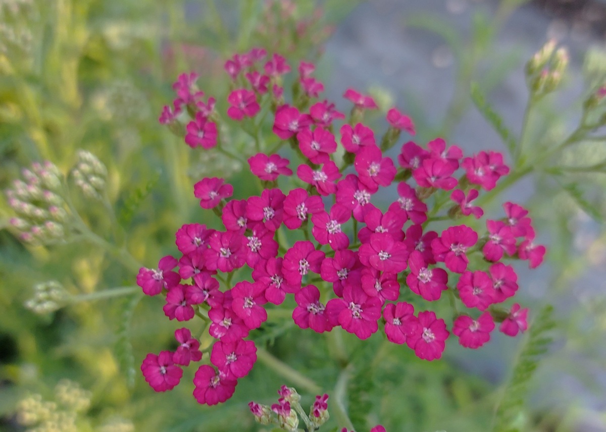 Achillea millefolium 'Summerwine'
