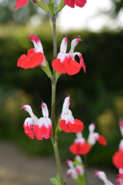 Salvia microphylla 'Hot Lips'