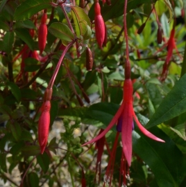 Fuchsia 'Riccartonii'