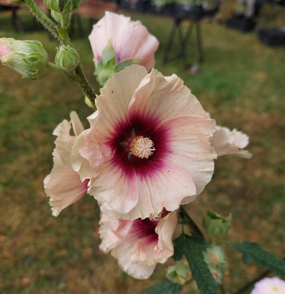 Alcea rosea 'Halo Apricot' (Halo Series)