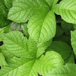 Rodgersia aesculifolia