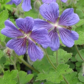 Geranium renardii Philippe Vapelle'