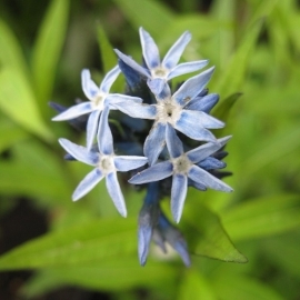 Amsonia tabernaemontana