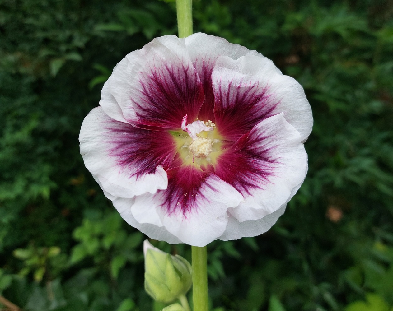 Alcea rosea 'Crème de Cassis'