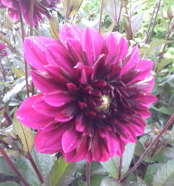 Dahlia 'Purple Haze'