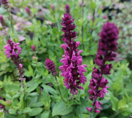 Salvia nemorosa Apex™ Pink