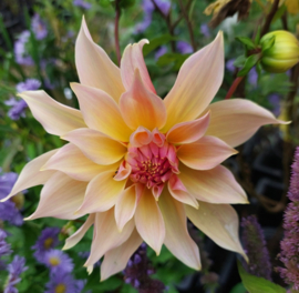 Dahlia 'Labyrinth'
