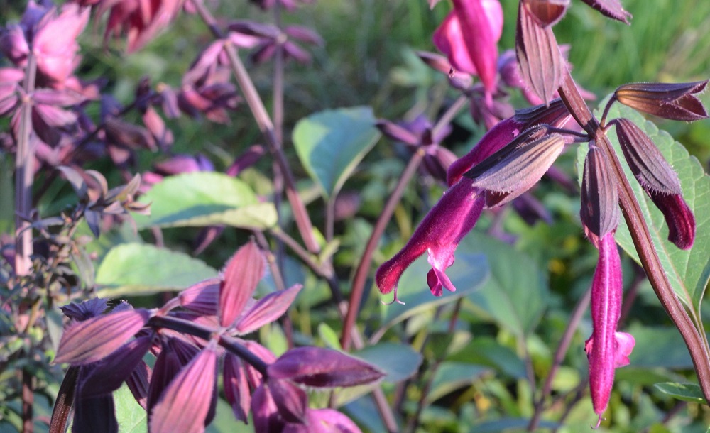 Salvia 'Love and Wishes' (PBR)