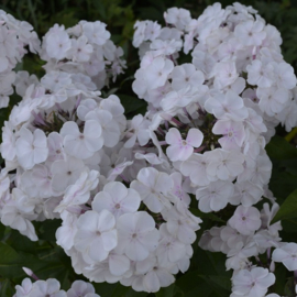 Phlox paniculata 'Monica Lynden-Bell'