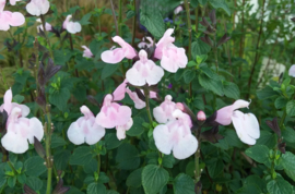 Salvia microphylla 'Blind Faith'