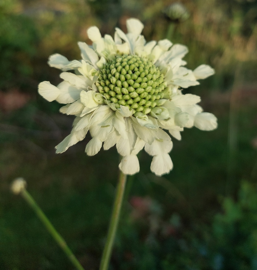 Cephalaria gigantea