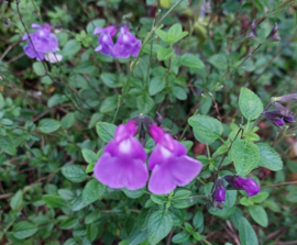Salvia  microphylla 'Hercules'