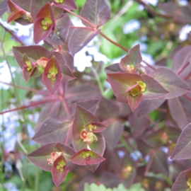 Euphorbia dulcis 'Chameleon'