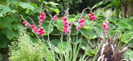 Gladiolus papilio 'Ruby'