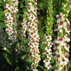 Verbascum chaixii 'Album'