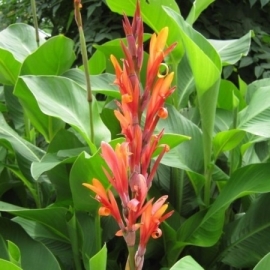 Canna altensteinii