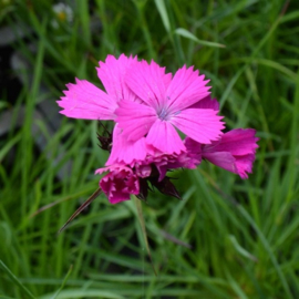 Dianthus carthusianorum