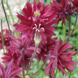 Aquilegia  hybride 'Ruby Port'