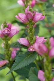 Borderpakket  `Agatha,` volle zon