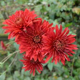 Chrysanthemum 'Königssohn'