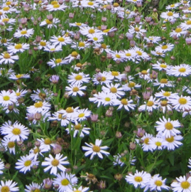 Kalimeris 'Madiva'