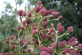 Eryngium pandanifolium 'Physic Purple'