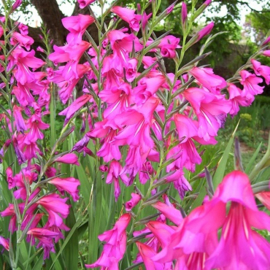 Gladiolus communis subsp. byzantinus