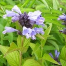 Nepeta subsessilis