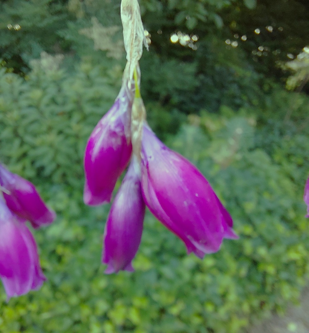 Dierama pulcherrimum 'Dark Cerise'