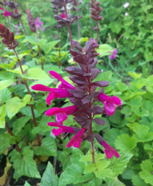 Salvia Rockin'™ Fuchsia