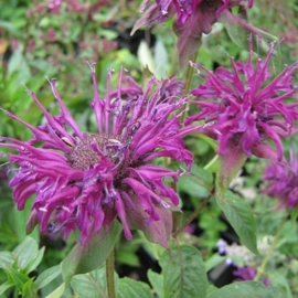 Monarda 'Purple Prince'
